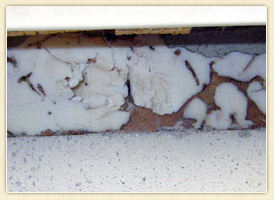 断熱材に白蟻の侵入痕が見つかる