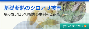 基礎断熱のシロアリ被害　様々なシロアリ被害の事例をご紹介